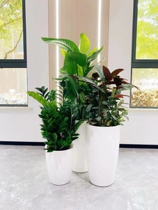 北仑花卉租赁公司